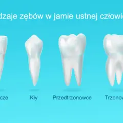Zęby przedtrzonowe – które to są i dlaczego są tak ważne dla zdrowia jamy ustnej?