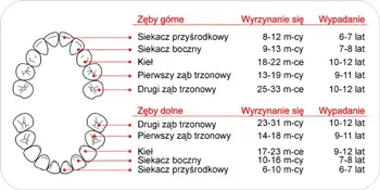 Wyrzynanie zębów jak wygląda: objawy, etapy i sposoby na złagodzenie bólu