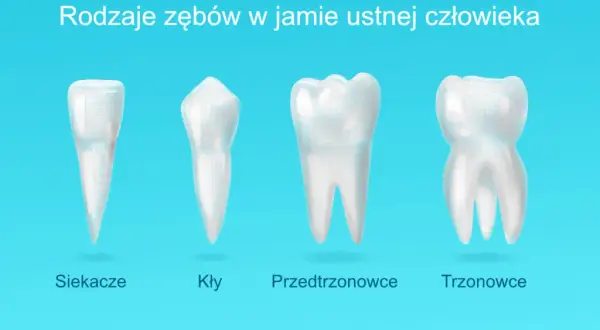 Zęby przedtrzonowe – które to są i dlaczego są tak ważne dla zdrowia jamy ustnej?