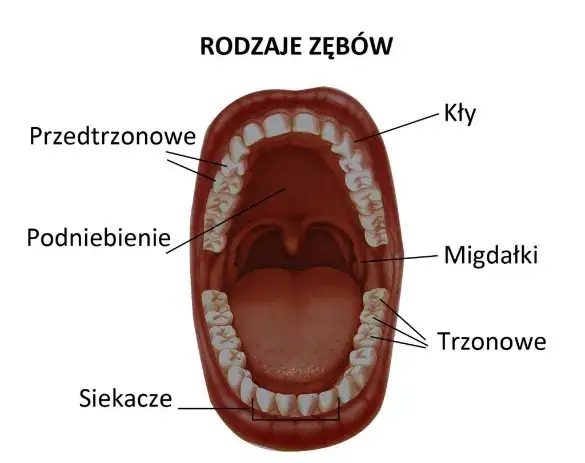 Zdjęcie Zęby przedtrzonowe – które to są i dlaczego są tak ważne dla zdrowia jamy ustnej?