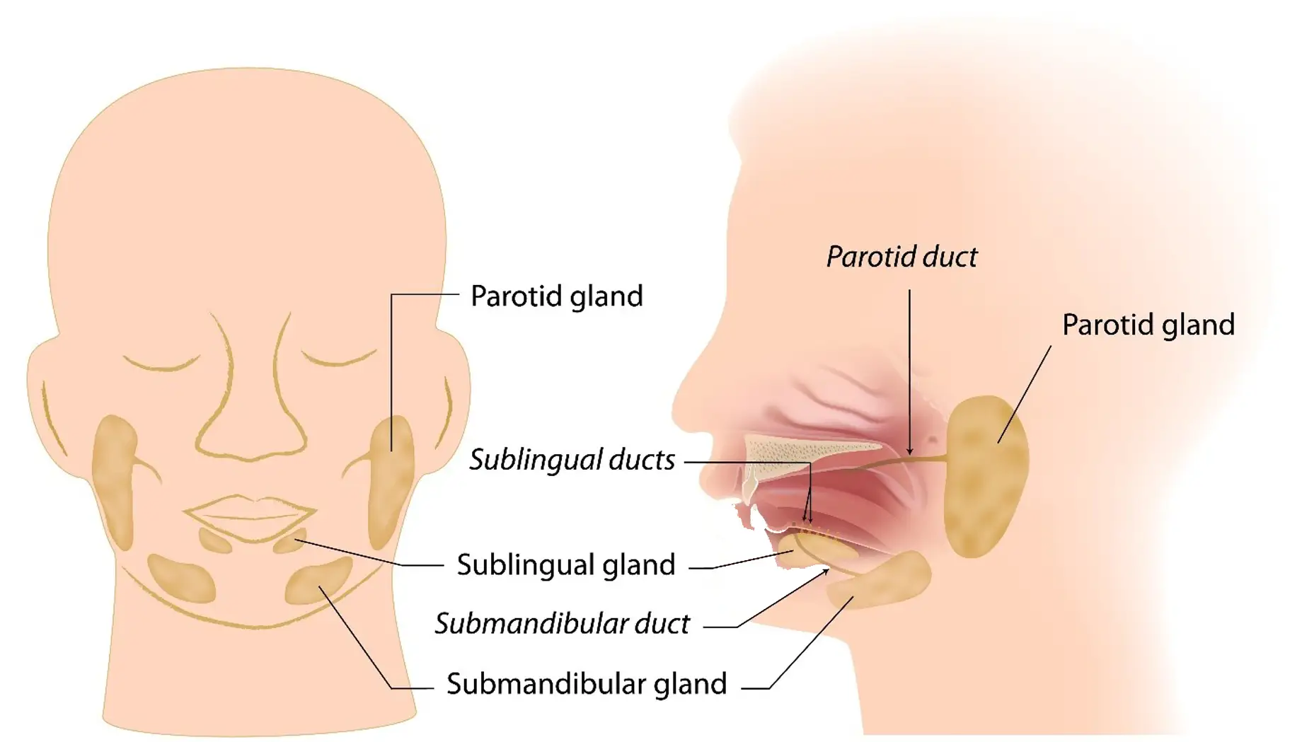 Anatomia ślinianek: przyuszne, podjęzykowe i podżuchwowe. Ilustracja pokazuje ich położenie, co może pomóc zrozumieć problem suchych ust.